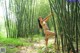 A naked woman standing in the middle of a bamboo forest.