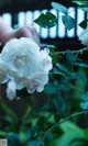 A person holding a white rose in their hand.