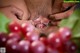 A man is holding a bunch of grapes in his hands.